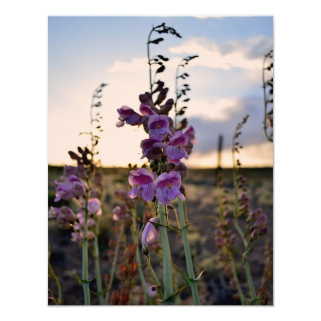 Wild Purple Snapdragons photo print (Front)