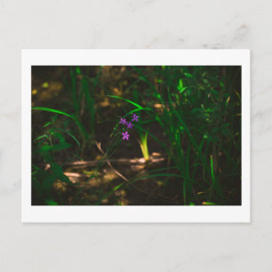 Wild Purple Water Forest Flowers Fern  Postcard