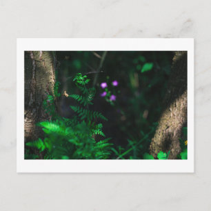 Wild Purple Water Forest Flowers Fern Postcard