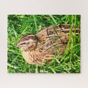 Wild Quail Jigsaw Puzzle