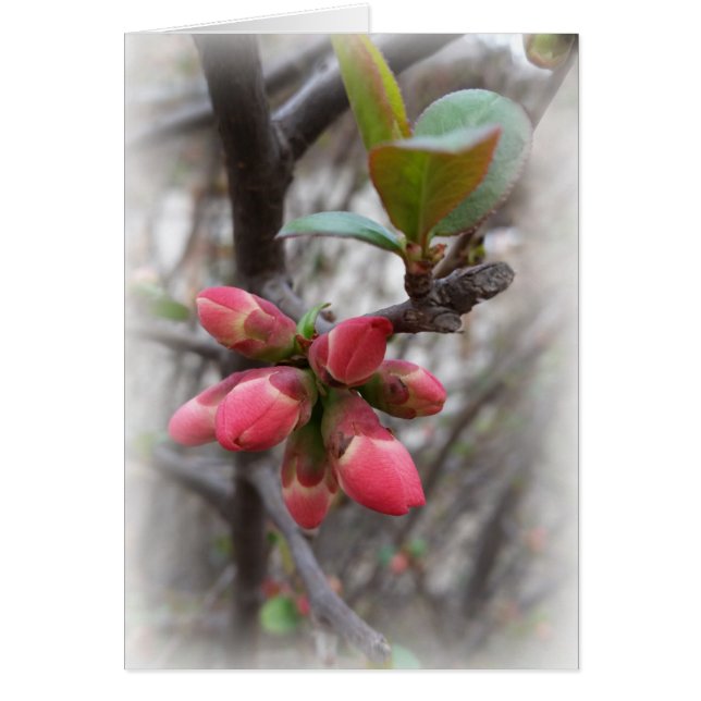 wild quince blooming (Front)