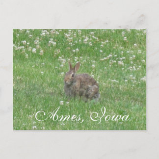 Wild Rabbit Ames, Iowa Postcard