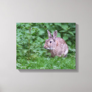 wild rabbit bunny photograph canvas print