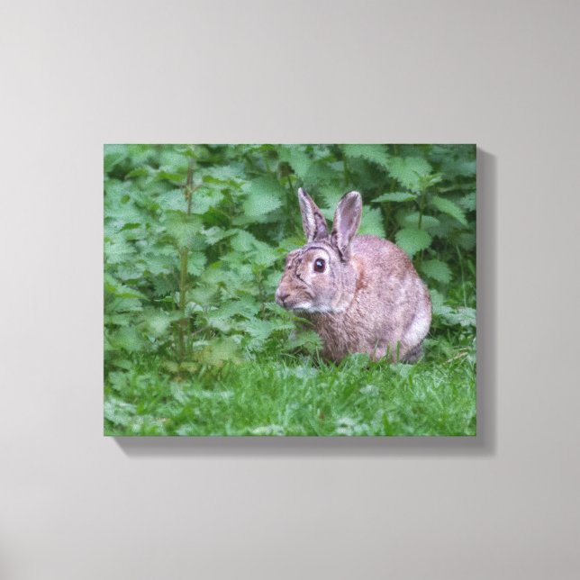 wild rabbit bunny photograph canvas print (Front)