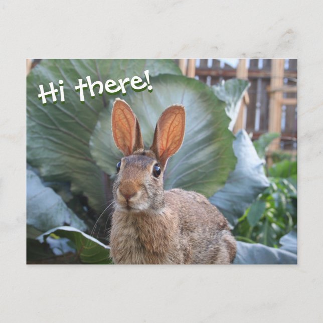 [Wild Rabbit] Cute Bunny in Garden Any Occasion Postcard (Front)