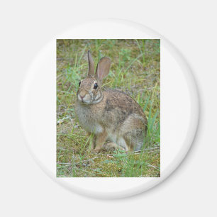 Wild Rabbit Eastern Cottontail Apparel and Gifts Magnet