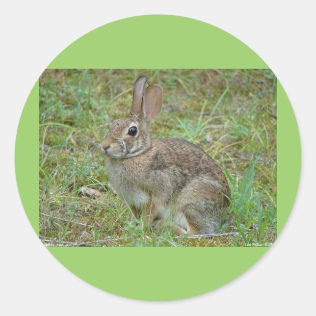 Wild Rabbit Eastern Cottontail II Apparel & Gifts Classic Round Sticker (Front)