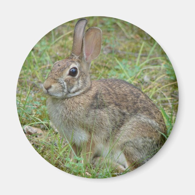 Wild Rabbit Eastern Cottontail II Apparel & Gifts Magnet (Front)
