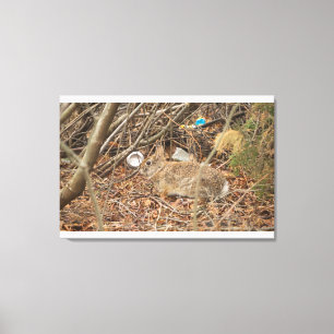 Wild Rabbit in underbrush Canvas Print