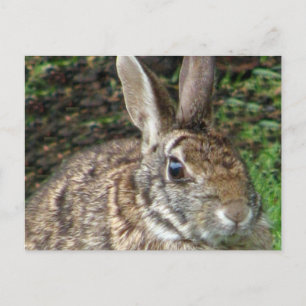 Wild Rabbit Up Fermer carte postale