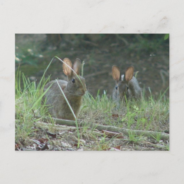 Wild Rabbits Eastern Cottontail Pair Apparel Gifts Postcard (Front)
