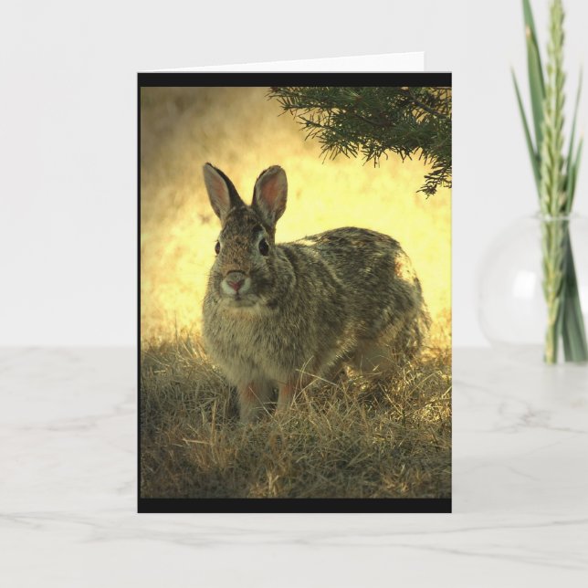 Wild Rabbits Greeting Card (Front)