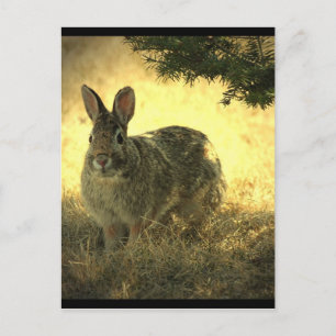 Wild Rabbits Postcard