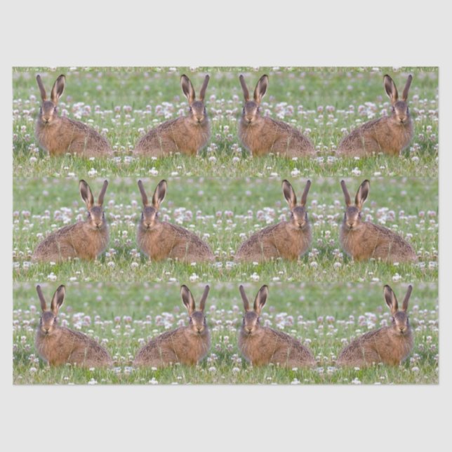 Wild Rabbits Sitting in Clover Tissue Paper (Front)