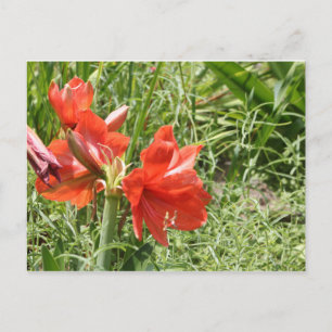 Wild Rain Lilies Postcard