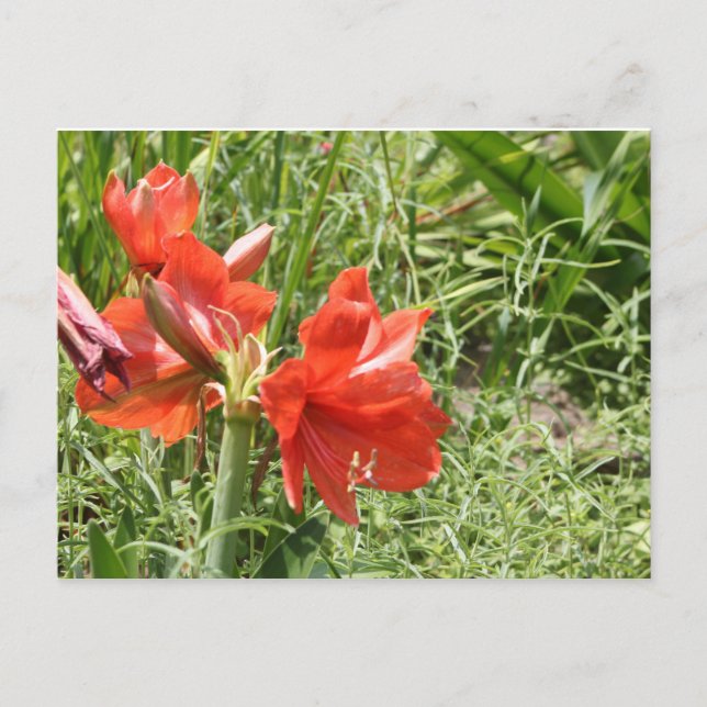 Wild Rain Lilies Postcard (Front)