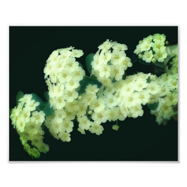 Wild Rambling White Roses 8x10 Photo Print (Front)