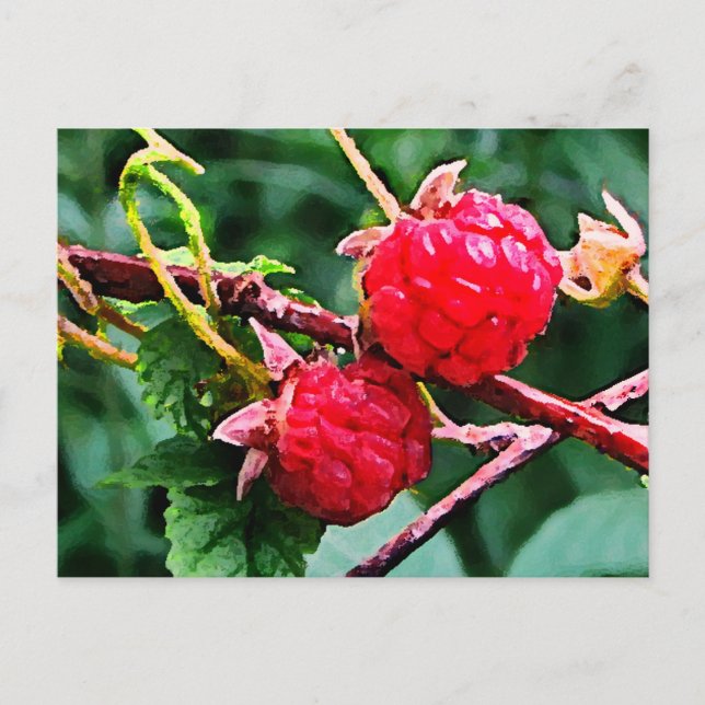 Wild Raspberries Postcard (Front)