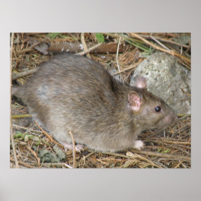 Wild Rat Print (Front)