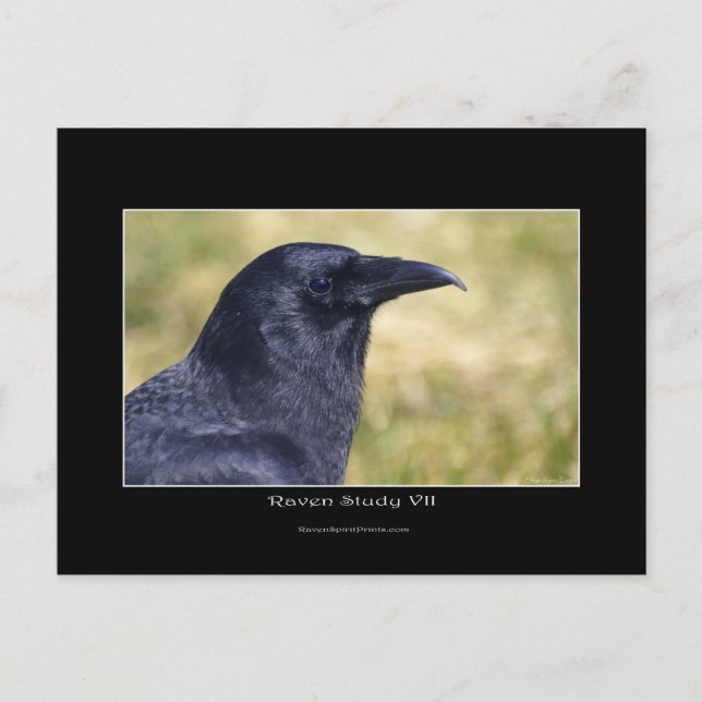 Wild Raven Photo Portrait Postcard (Front)