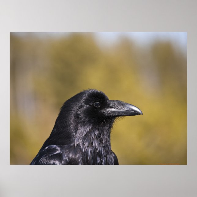Wild Raven Portrait - Fine Art Print (Front)
