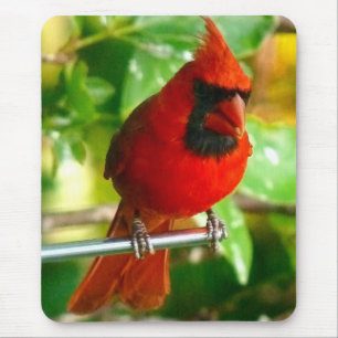 Wild Red Cardinal in Hawaii Mouse Pad