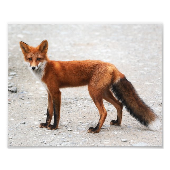 Wild red fox with beautiful skin photo print (Front)