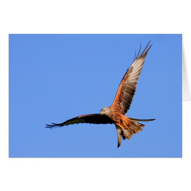 Wild Red Kites (Front Horizontal)