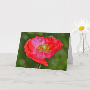 Wild Red Pink Poppy Flower Art Note Card