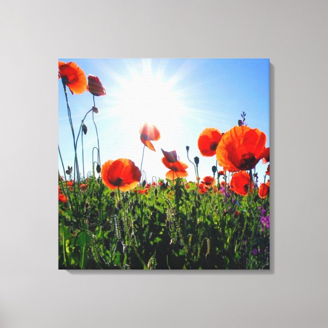 Wild Red Poppies Flowers Canvas Print (Front)