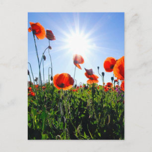 Wild Red Poppies Flowers Postcard