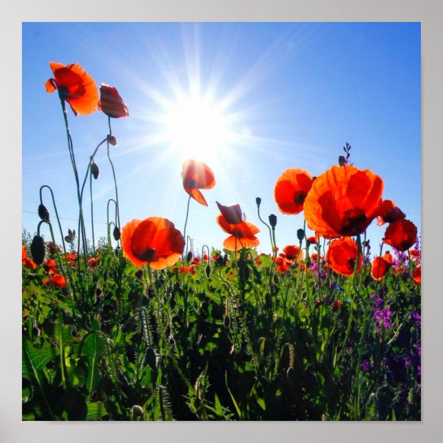 Wild Red Poppies Flowers Poster (Front)