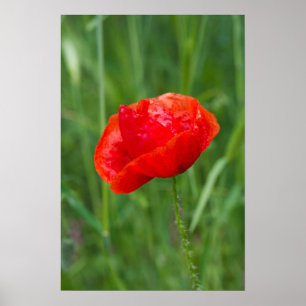 Wild red poppy flower poster