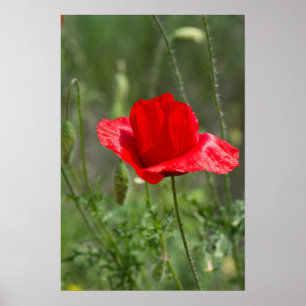 Wild red poppy flower poster