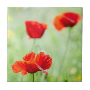 Wild red poppy flower tile