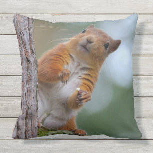 Wild Red Squirrel in the Scottish Highlands Photo Throw Pillow