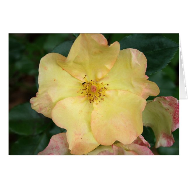 Wild Rose (Front Horizontal)
