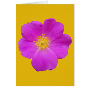 Wild Rose 2