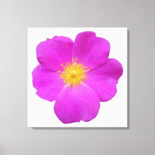 Wild Rose 2 Canvas Print