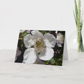 Wild Rose Blossom Card