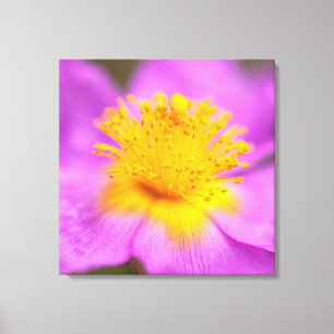 Wild Rose Canvas Print