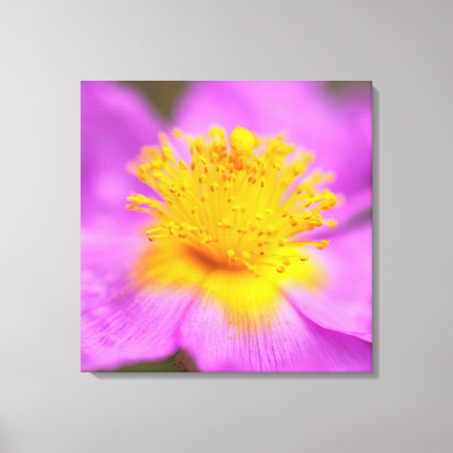 Wild Rose Canvas Print (Front)