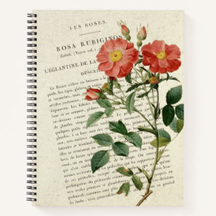 Wild Rose Eglantine: A Vintage Botanical Notebook