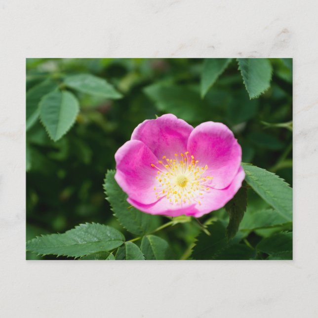 Wild rose flower postcard (Front)