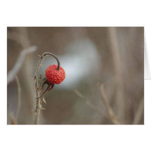 Wild Rose Fruit Card
