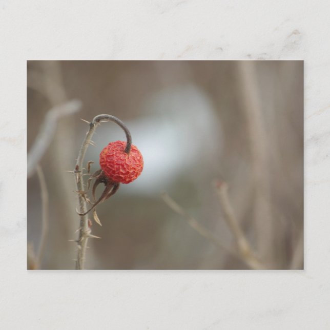 Wild Rose Fruit Postcard (Front)