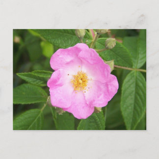 Wild Rose in late Spring. Postcard