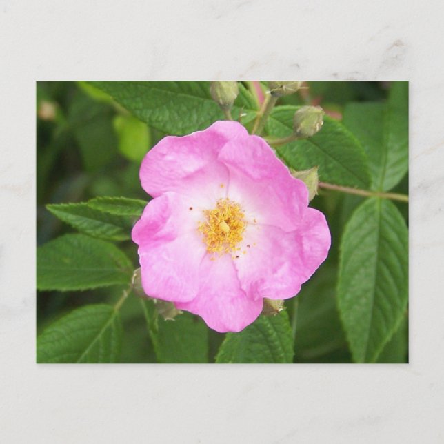 Wild Rose in late Spring. Postcard (Front)
