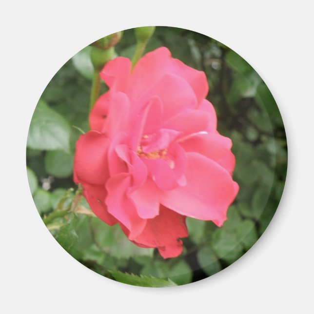 Wild Rose Magnet (Front)