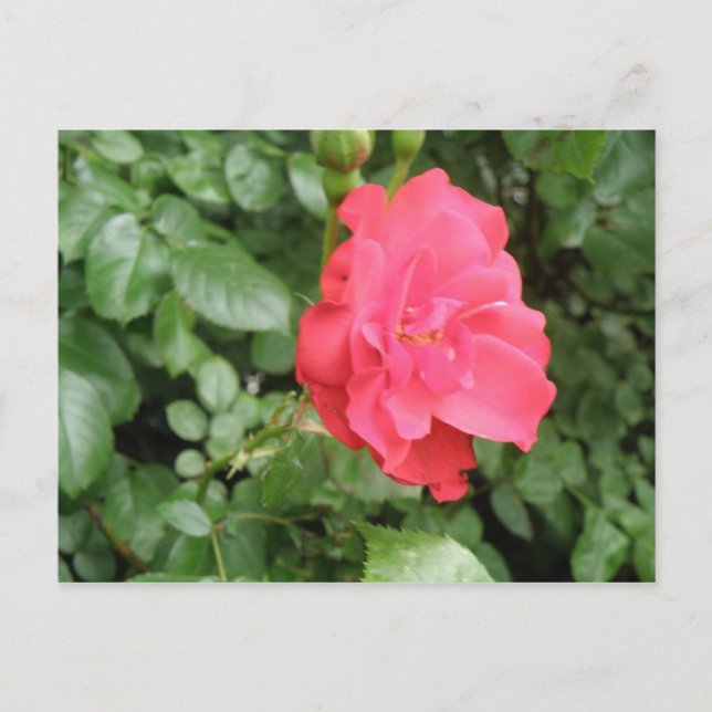 Wild Rose Postcard (Front)